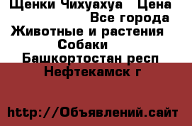 Щенки Чихуахуа › Цена ­ 12000-15000 - Все города Животные и растения » Собаки   . Башкортостан респ.,Нефтекамск г.